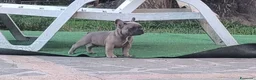 Bulldog Francese cani in vendita: Cuccioli di Bulldog francese - Annuncio 9