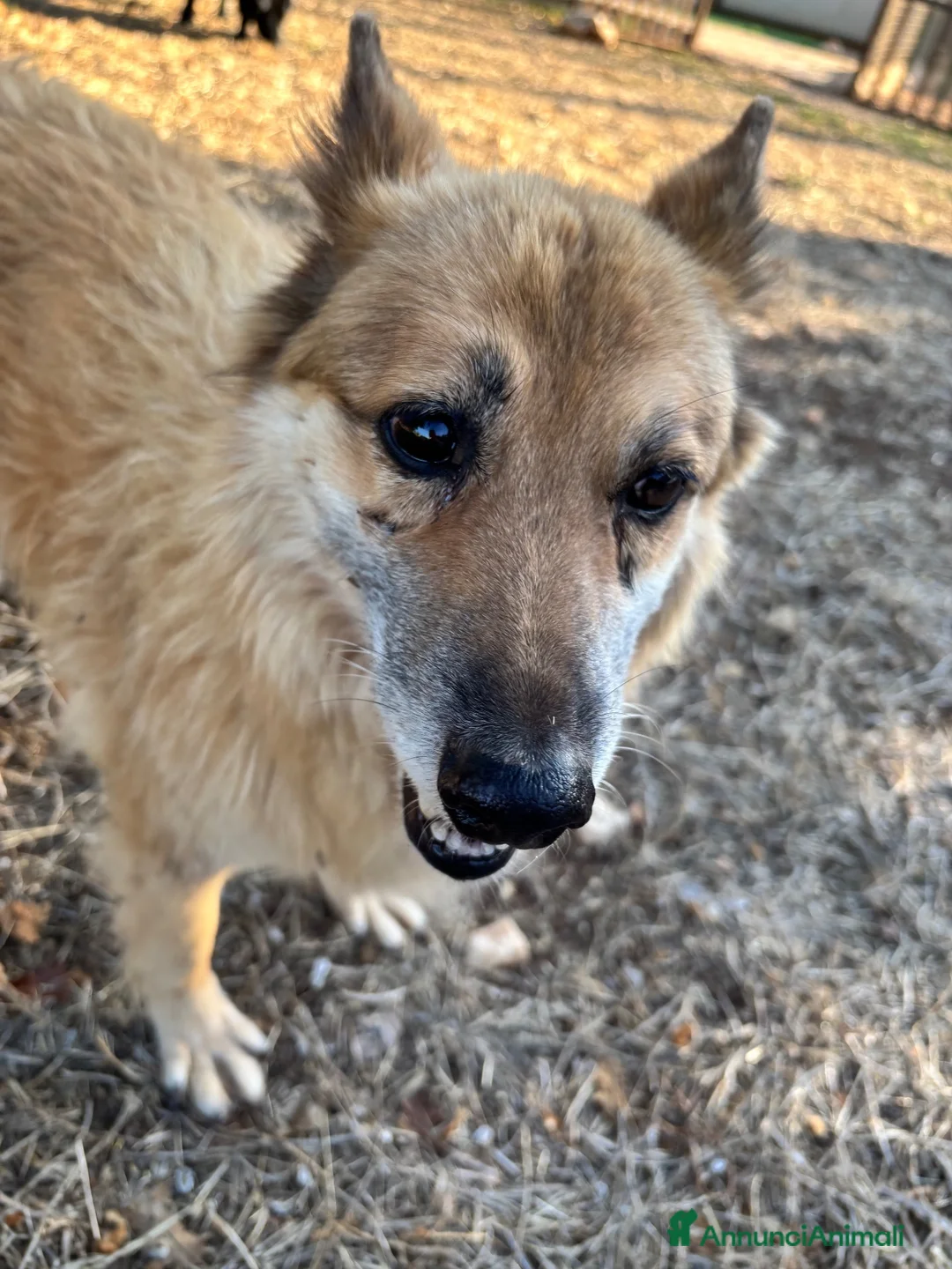 Meticcio cani in regalo: Una casa per Nonna Miro  - Annuncio 5