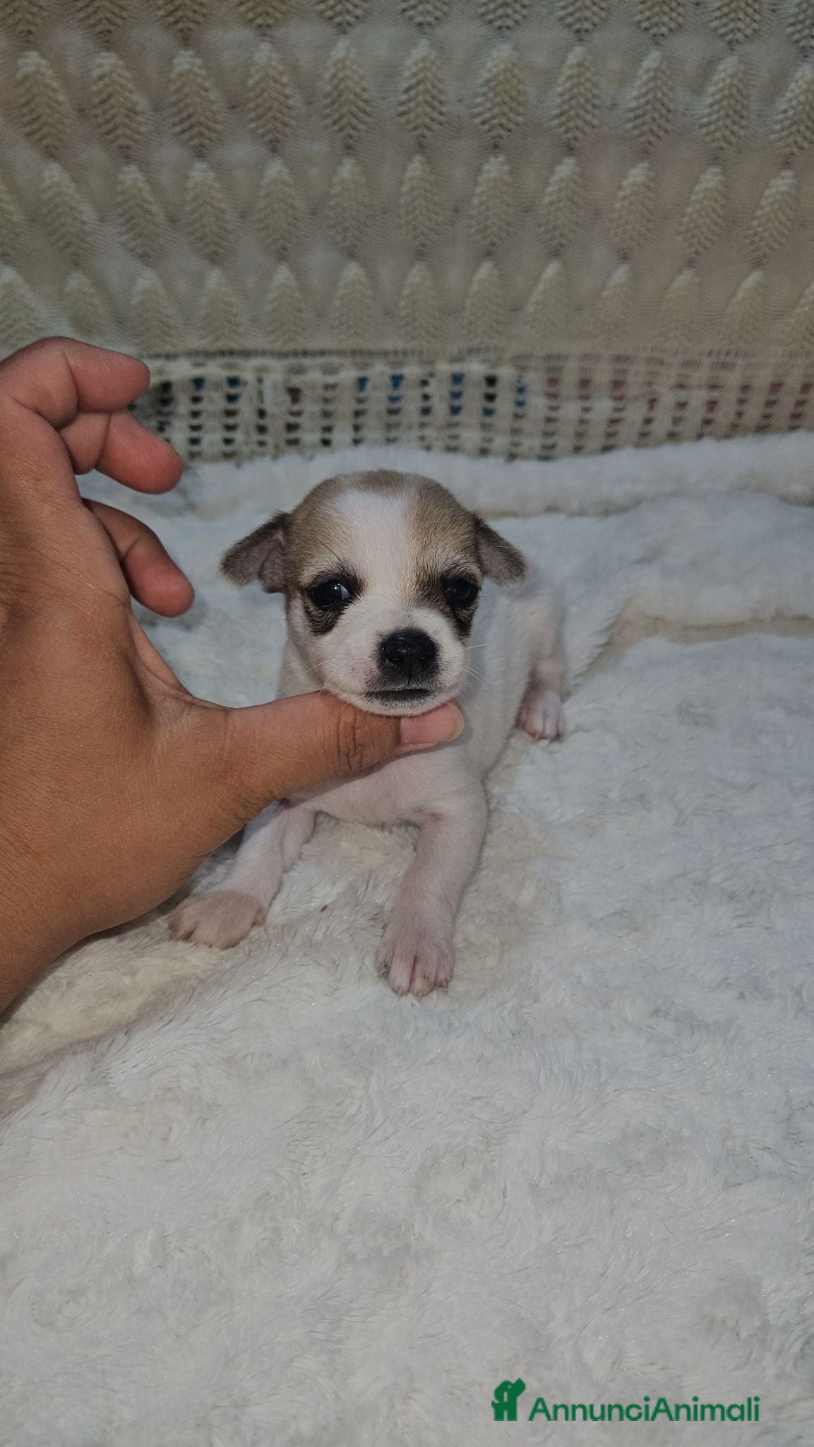 Chihuahua cani Chihuahua maschio toy - Annuncio 17