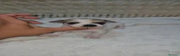 Chihuahua cani in vendita: Chihuahua maschio toy a Città Metropolitana di Bologna - Annuncio 1