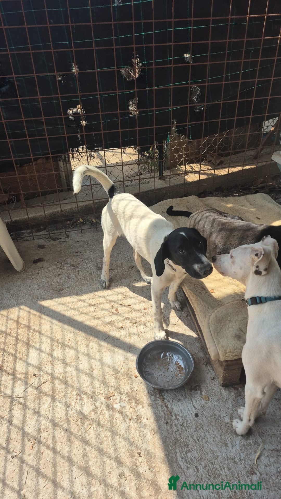 Meticcio cani MAYA,ADATTA A TUTTI, NESSUNO CHIAMA PER LEI!!! - Annuncio 41