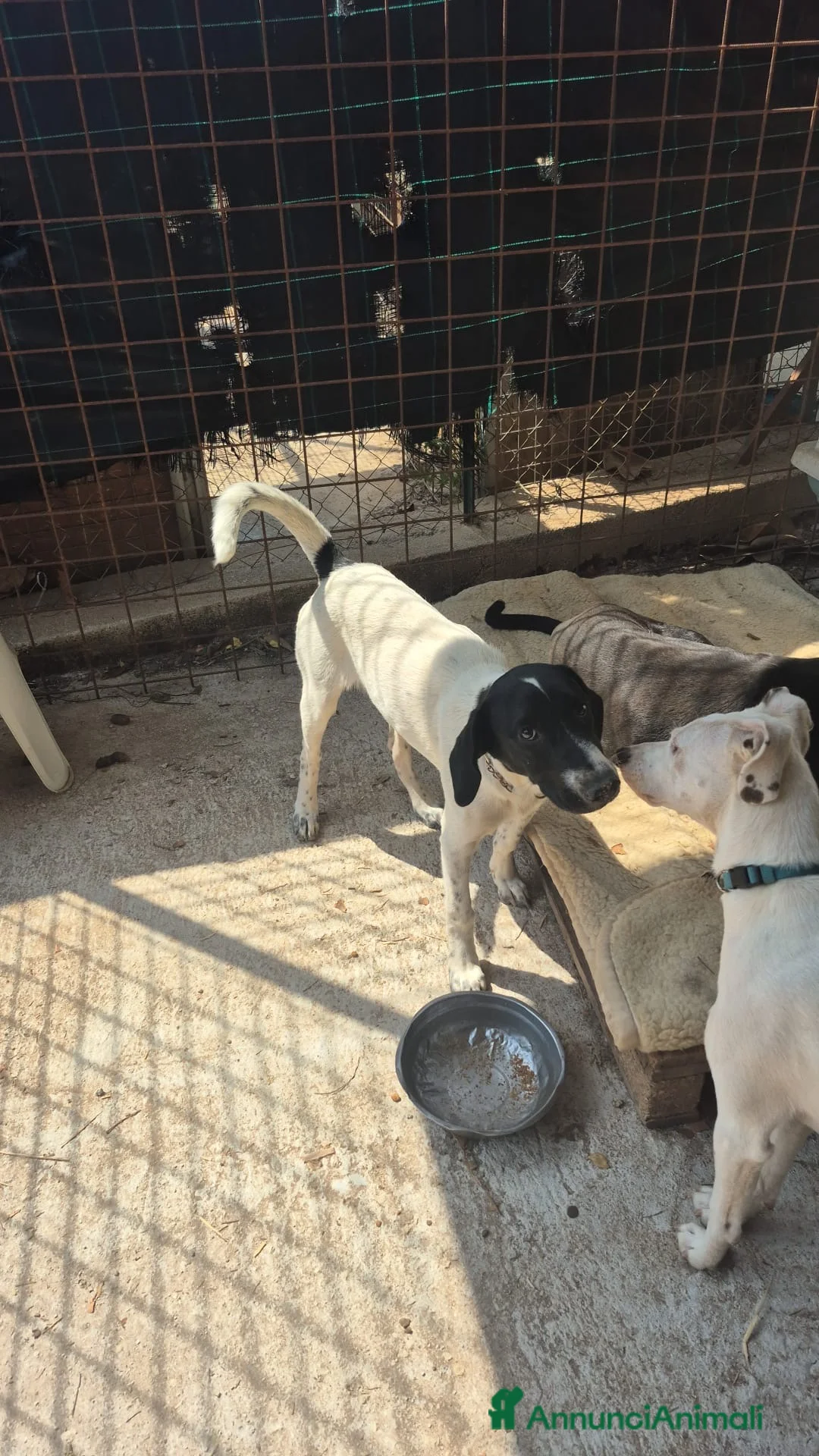 Meticcio cani in regalo: MAYA,ADATTA A TUTTI, NESSUNO CHIAMA PER LEI!!! - Annuncio 1