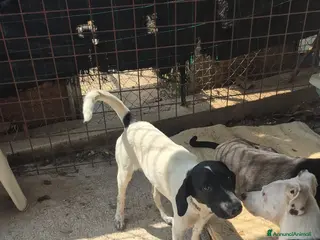 Meticcio cani MAYA,ADATTA A TUTTI, NESSUNO CHIAMA PER LEI!!! - Annuncio 19