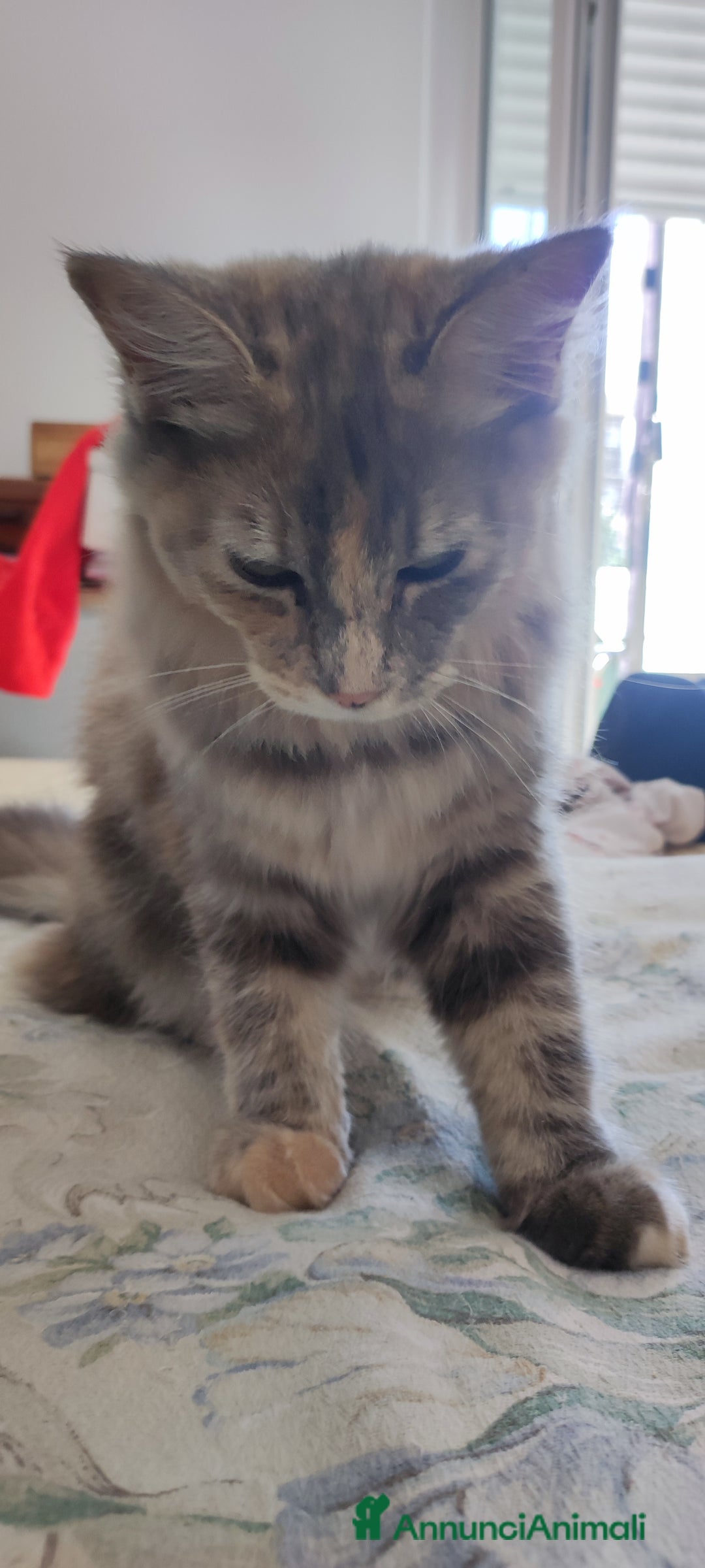 Norvegese gatti in vendita: Norvegese delle foreste  - Annuncio 7