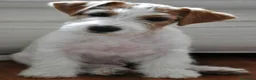 Jack Russell cani in vendita: Cuccioli di Jack Russell con pedigree - Annuncio 3