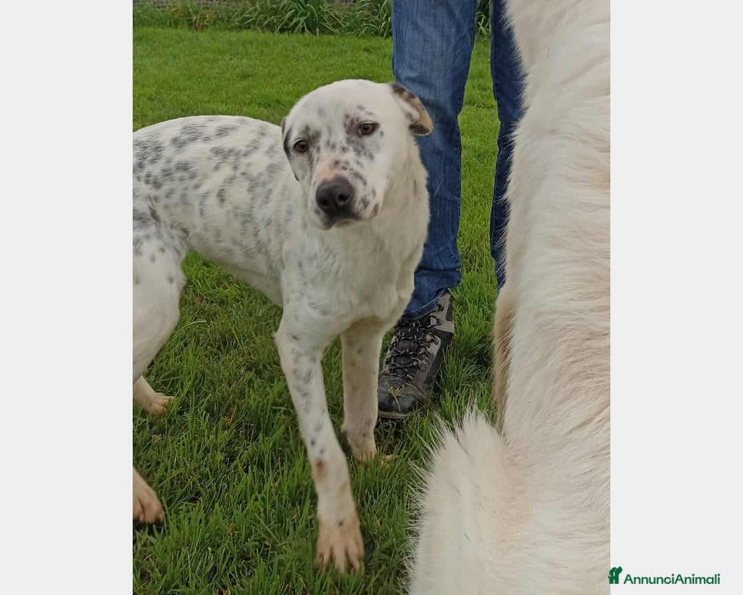 Meticcio cani in regalo: Gina che ci ricorda un dalmata è in adozione a Latina - Annuncio 1