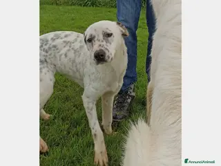 Meticcio cani Gina che ci ricorda un dalmata è in adozione a Latina - Annuncio 7