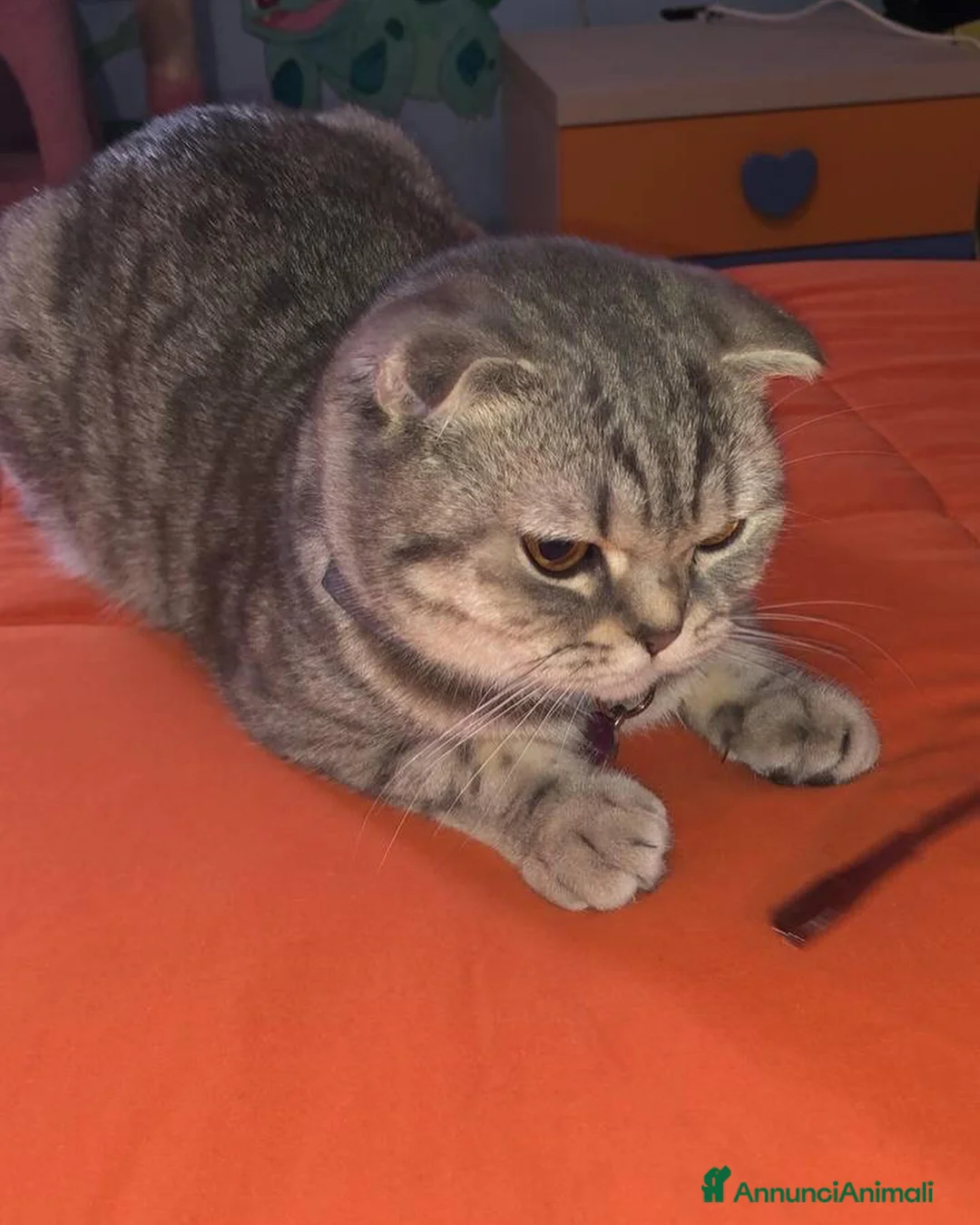 Scottish gatti in vendita: scottish maschietti a Provincia di Catanzaro - Annuncio 6
