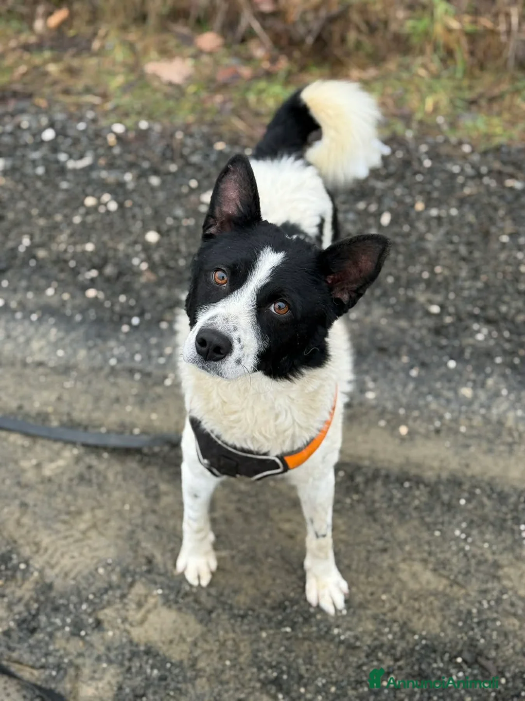 Meticcio cani in regalo: WEST, timido nanetto cerca famiglia! - Annuncio 4