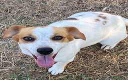 Jack Russell cani in regalo: Masha incrocio jack russell 2 anni cerca adozione - Immagine 3