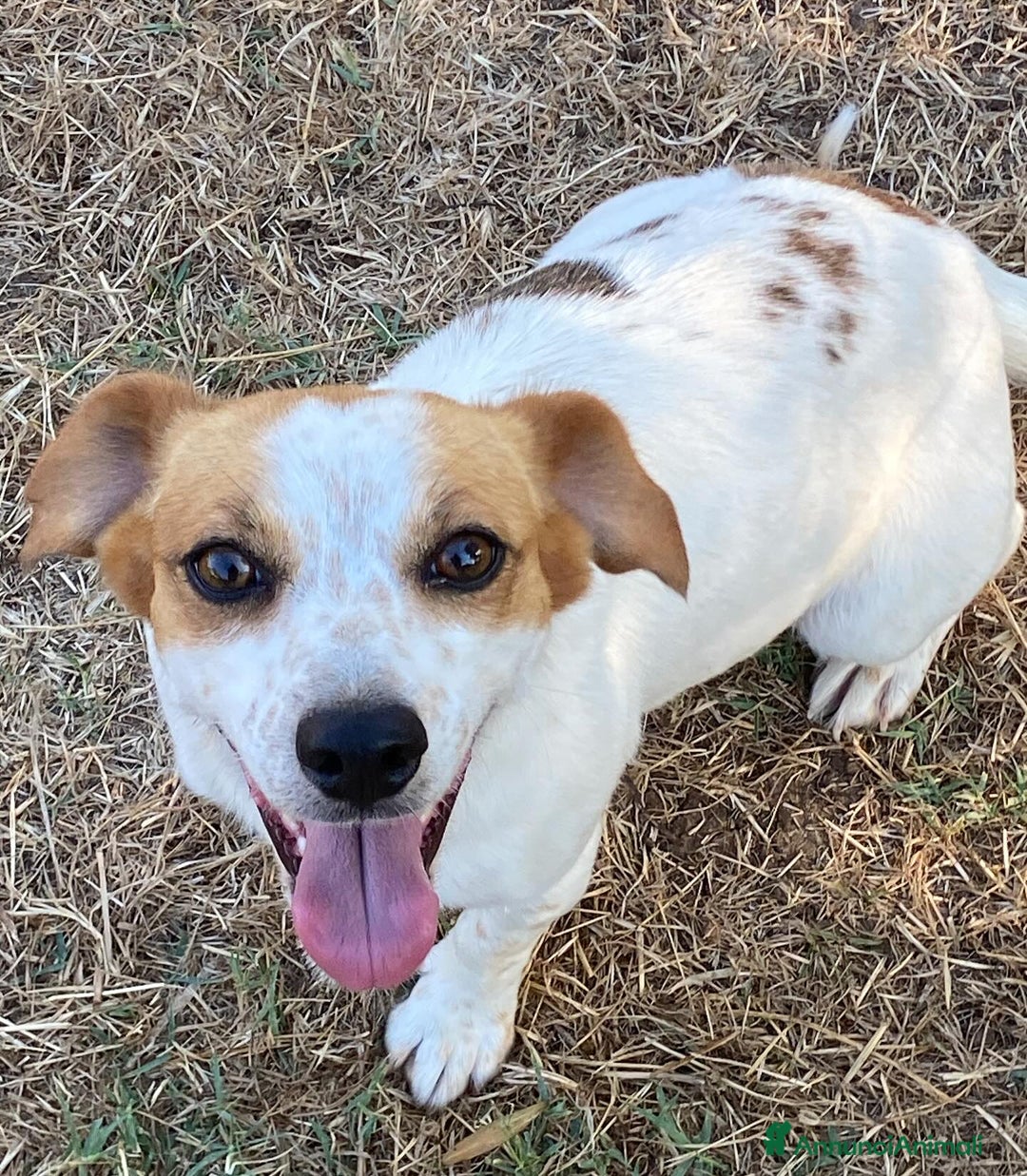 Jack Russell cani in regalo: Masha incrocio jack russell 2 anni cerca adozione - Immagine 3