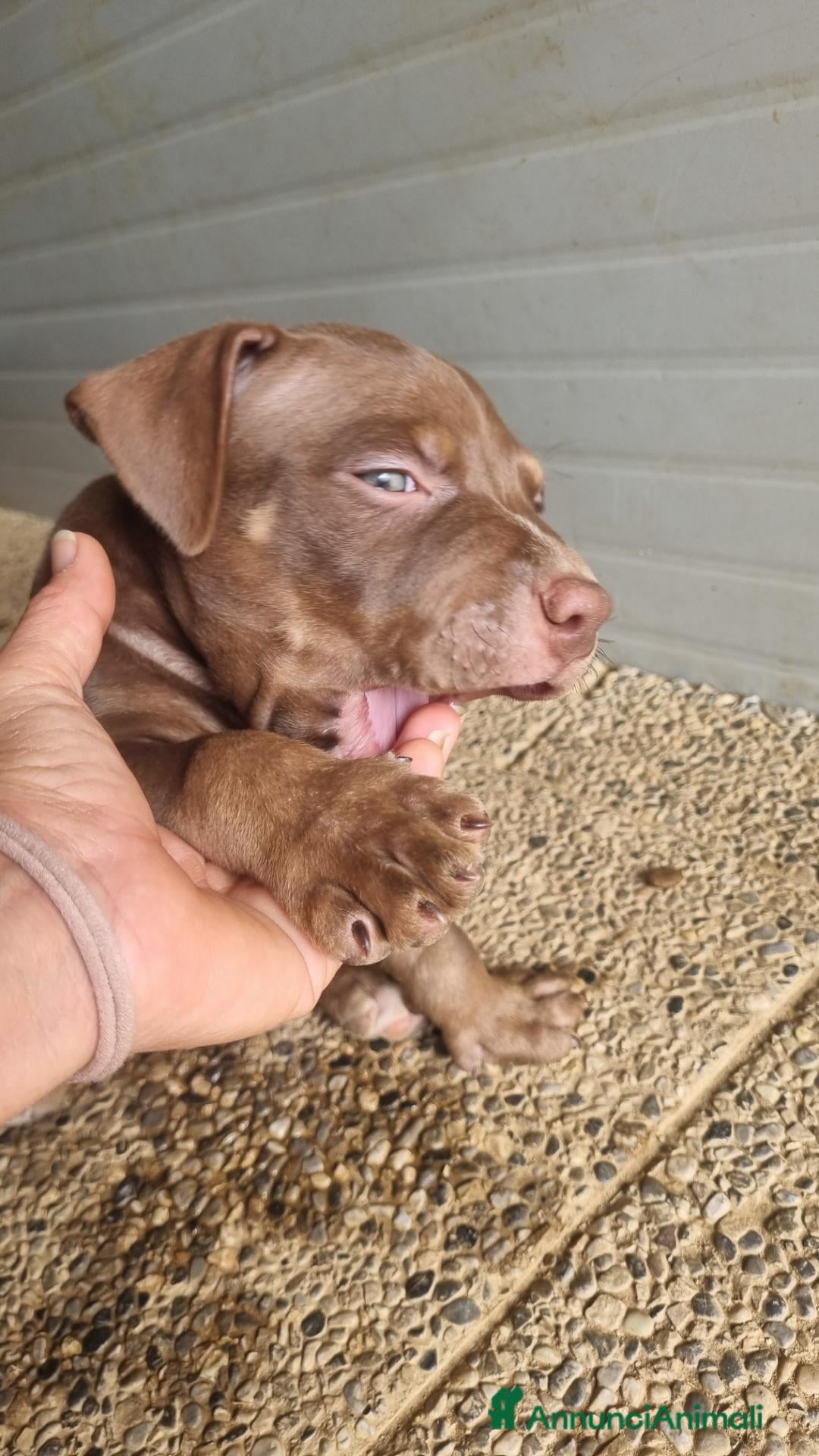 Pitbull cani American pitbull terrier ukc - Annuncio 4