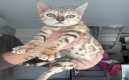 Bengala gatti in vendita: Cuccioli di Bengala  - Annuncio 5