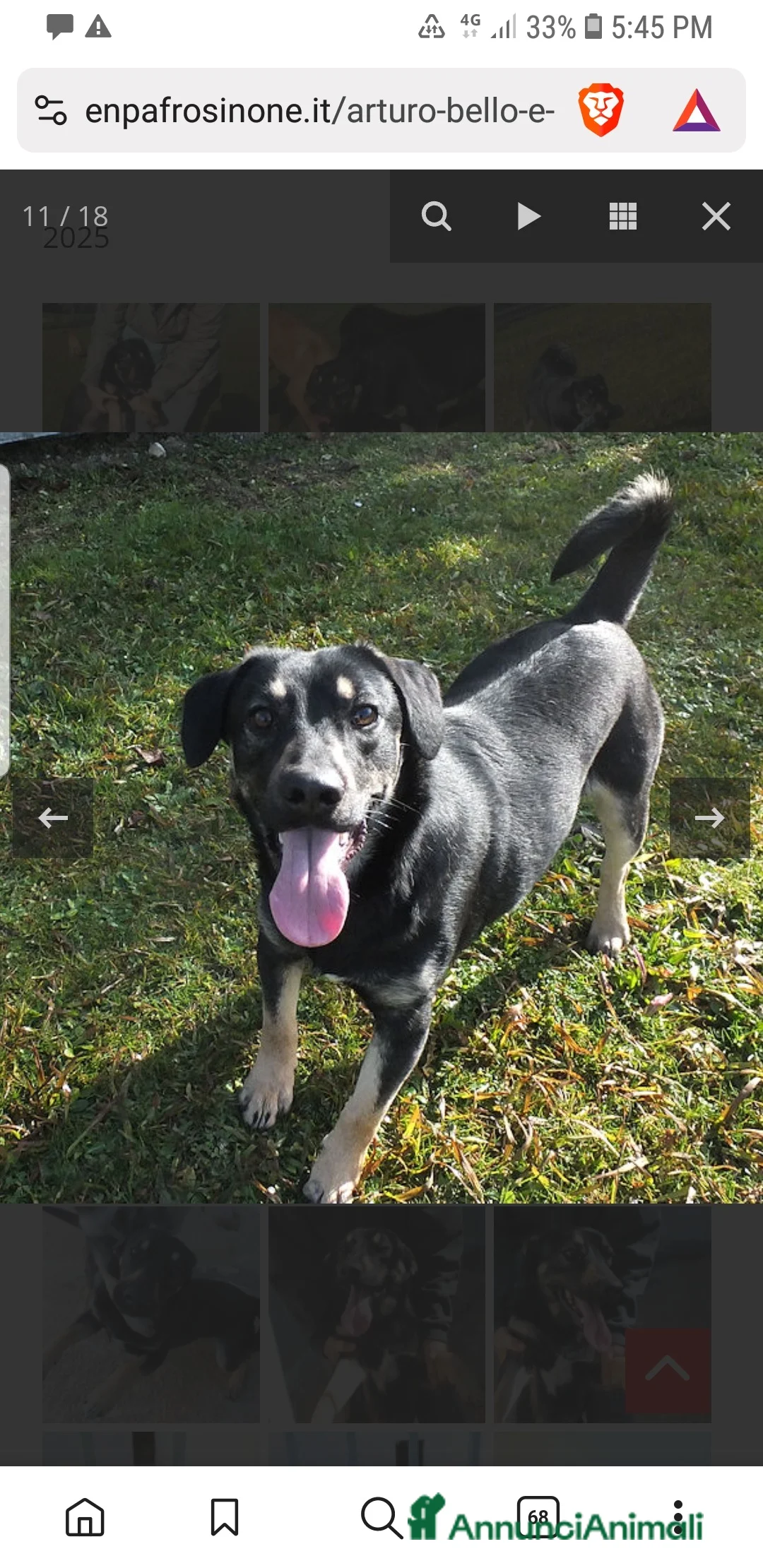 Meticcio cani in regalo: ADOZ.DEL CUORE: bello,socievole, abbandonato 1mese - Annuncio 5