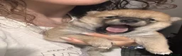 Shiba Inu cani in vendita: Meravigliosi cuccioli di Shiba Inu a Provincia di Frosinone - Annuncio 2