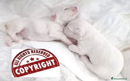 Maltese cani in vendita: DISPONIBILITA' CUCCIOLI MALTESI - Immagine 3