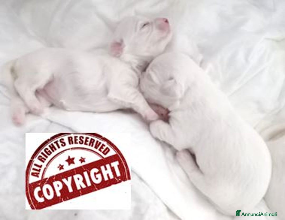 Maltese cani in vendita: DISPONIBILITA' CUCCIOLI MALTESI - Immagine 3