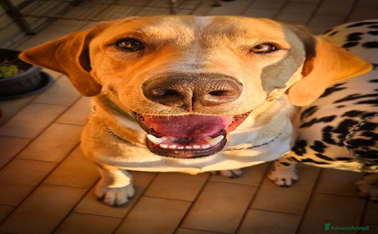 Labrador cani a Città Metropolitana di Firenze - Annuncio 20
