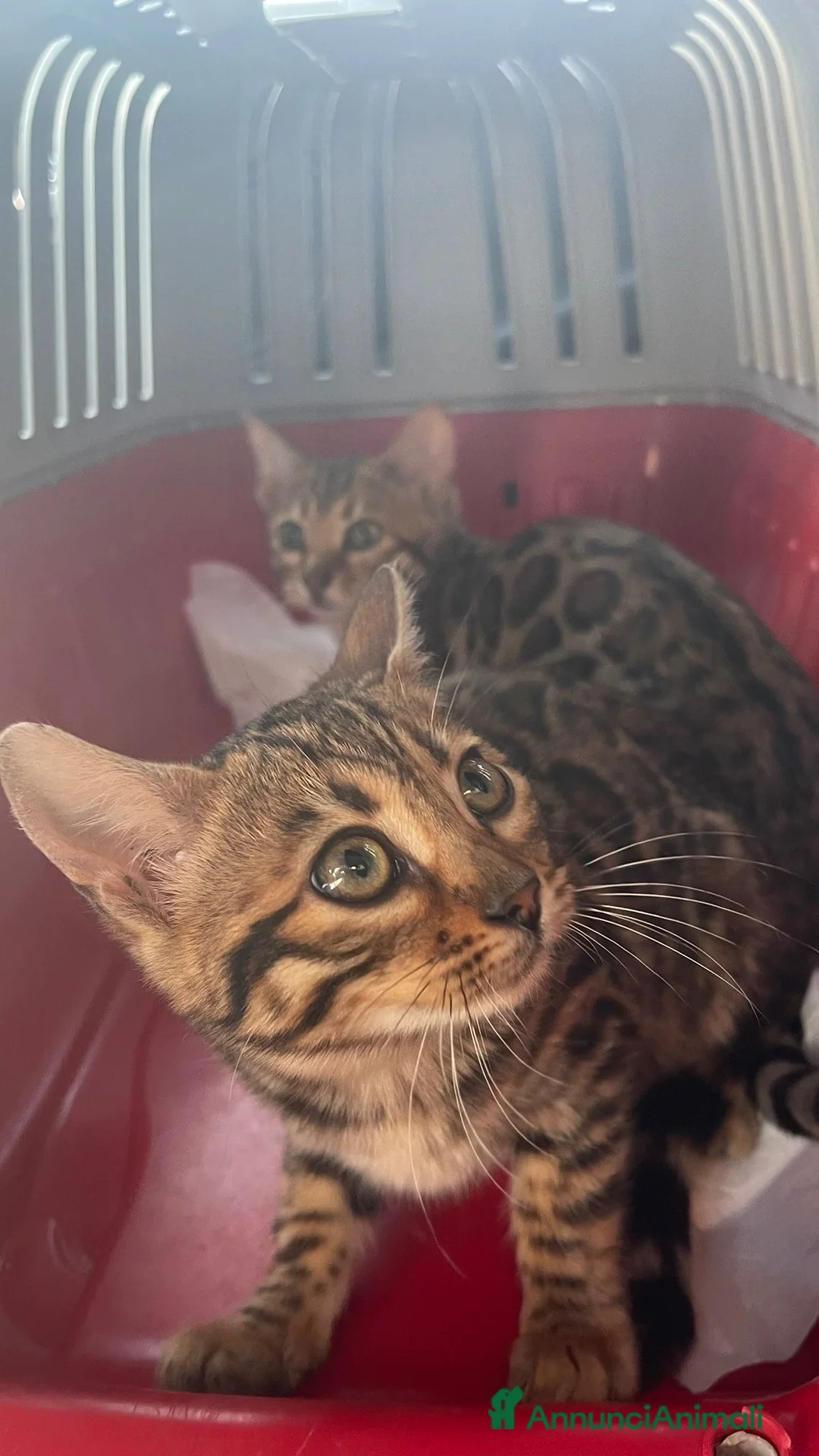 Bengala gatti in vendita: Gatto BENGALA - Annuncio 2