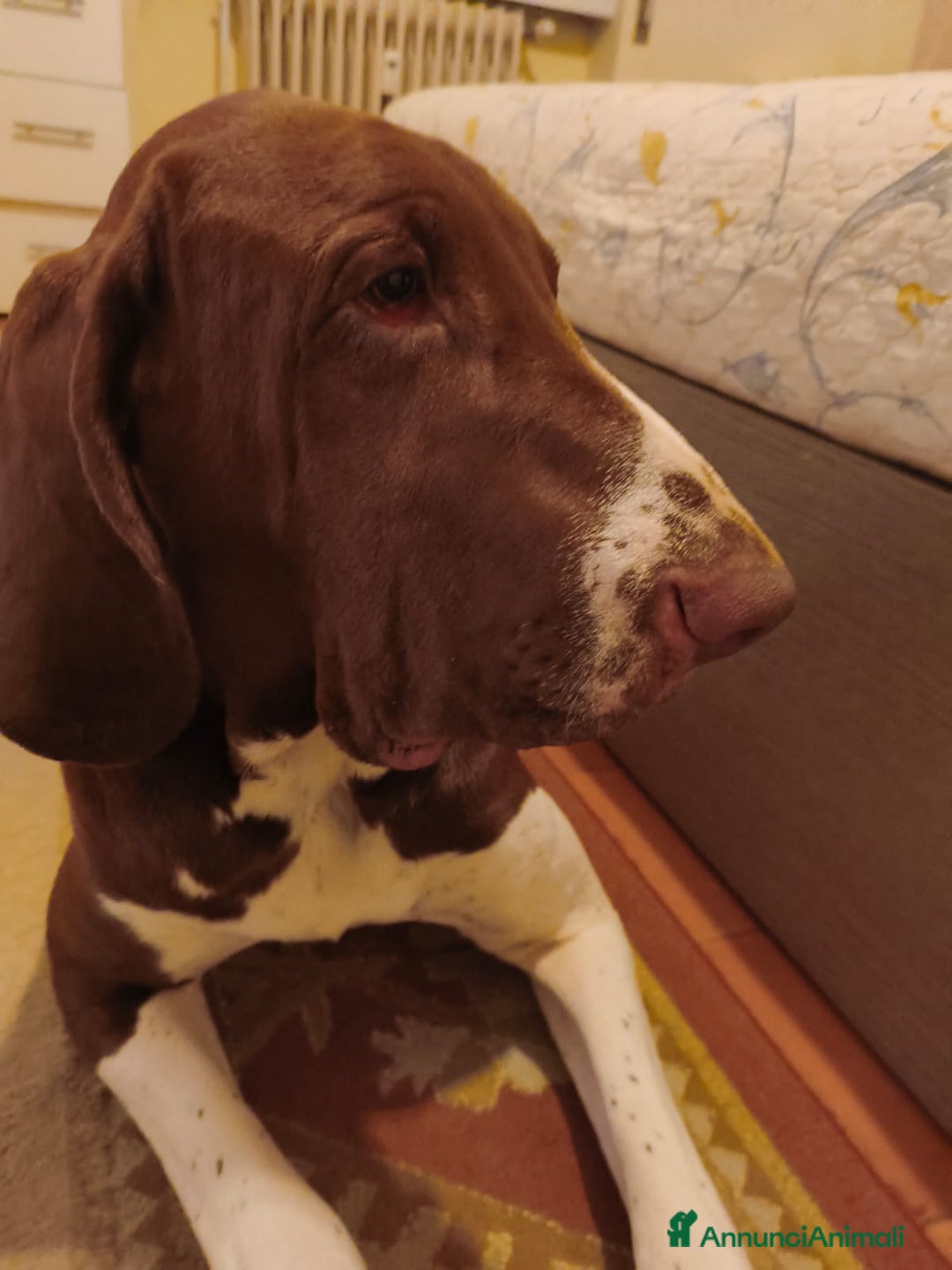 Bracco cani per accoppiamento: Bracco Italiano a Provincia di Brescia - Immagine 3