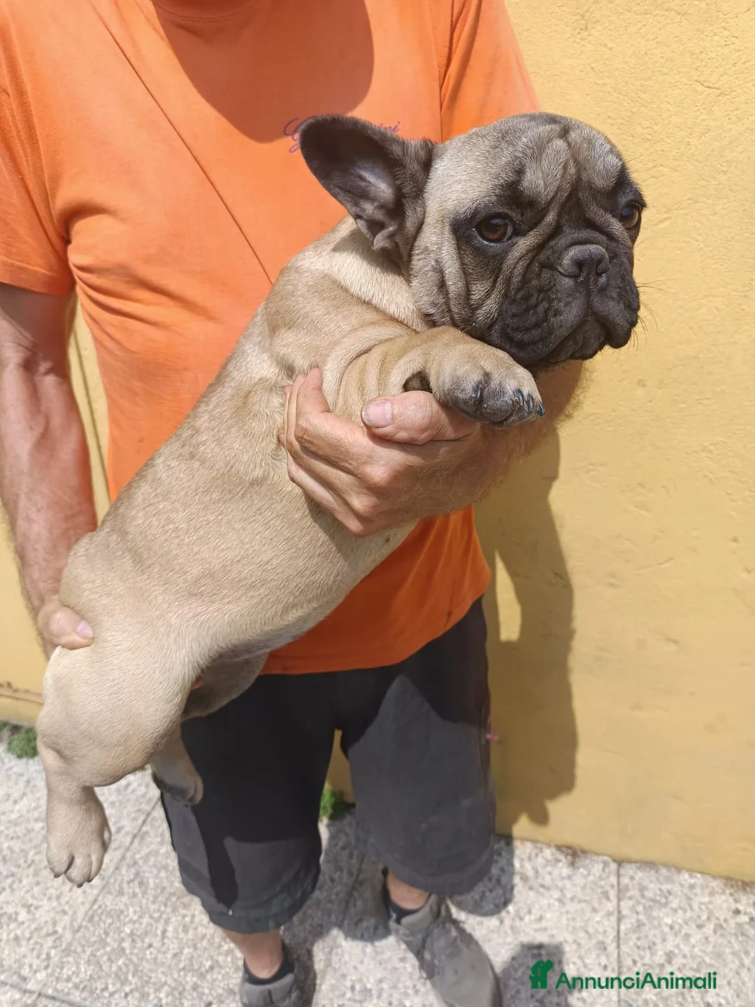 Bulldog Francese cani in vendita: Due Femmine Buldog Francese Pedigree Enci  - Annuncio 6