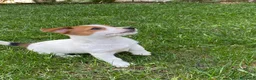 Jack Russell cani in vendita: Jack Russell  a Provincia di Vicenza - Annuncio 7