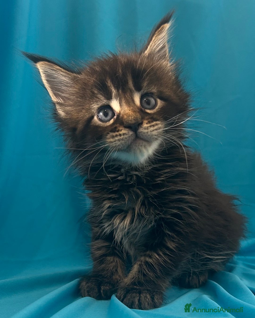 Maine Coon gatti in vendita: Maine coon con pedigree  - Annuncio 11