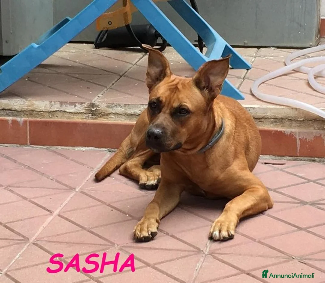 Meticcio cani in regalo: SASHA buona con gli altri cani! Urgente - Annuncio 1
