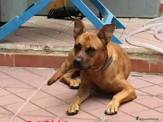 Meticcio cani SASHA buona con gli altri cani! Urgente - Annuncio 25