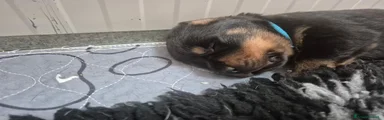 Rottweiler 2