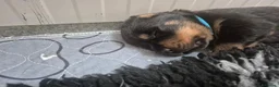 Rottweiler cani in vendita: Cuccioli rottweiler  a Provincia di Perugia - Annuncio 7