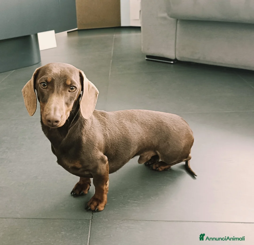 Bassotto cani per accoppiamento: Disponibile per monta a Provincia dell'Aquila - Annuncio 2