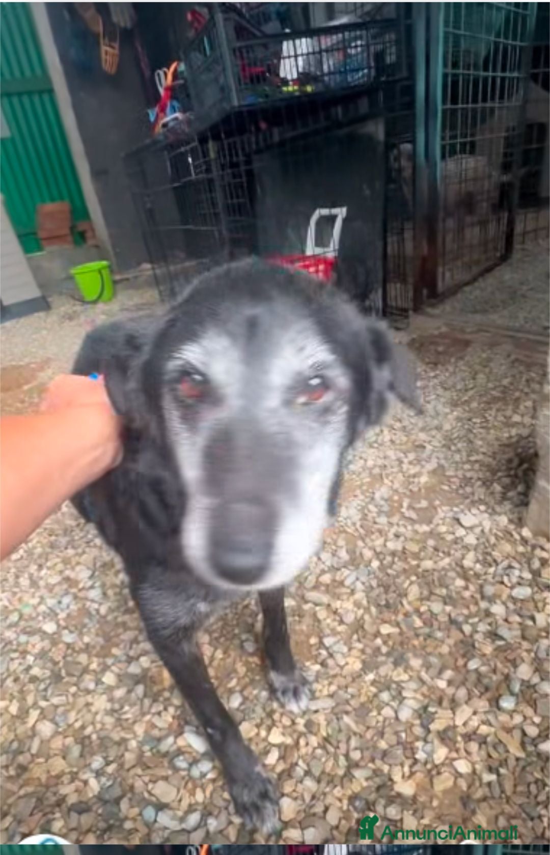 Meticcio cani Susanna 10 anni - Annuncio 35