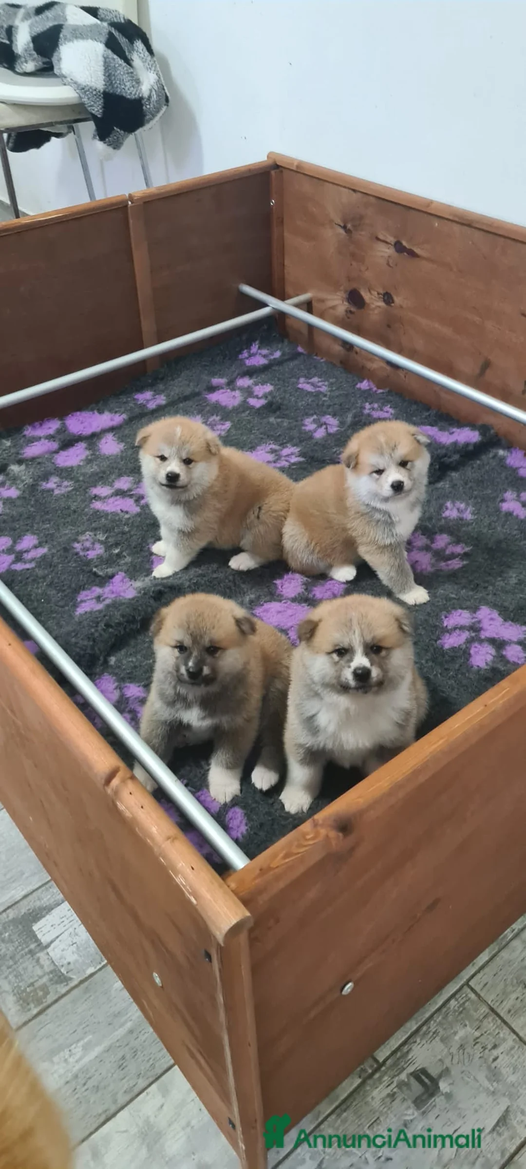 Akita Inu cani in vendita: Cuccioli di Akita disponibili - Annuncio 5