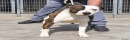 American Staffordshire cani in regalo: Geppetto - Annuncio 1