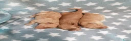 Barboncino cani in vendita: Barboncini nani cuccioli - Annuncio 5