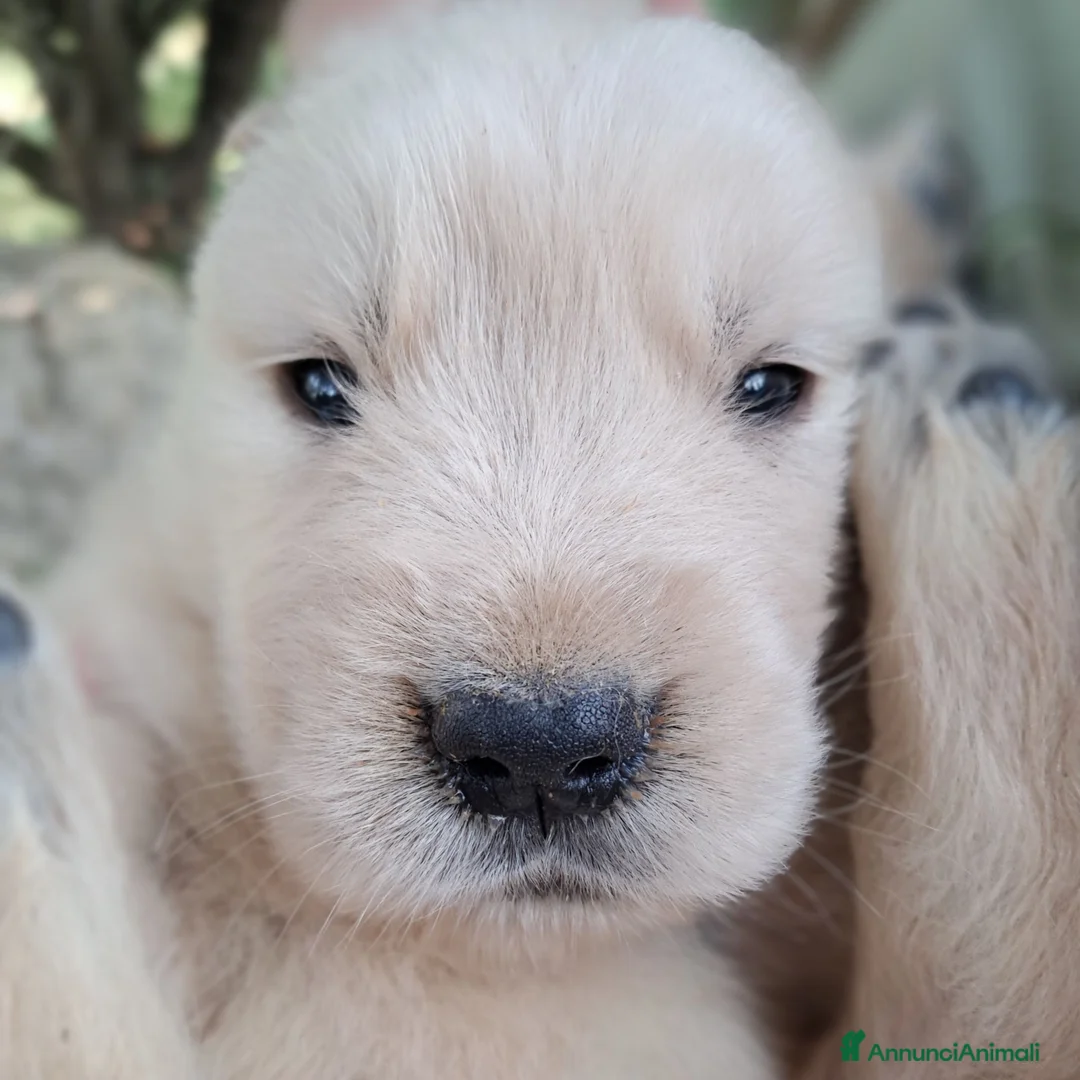 Golden Retriever cani in vendita: Cuccioli Golden Retriever Americano  - Annuncio 2