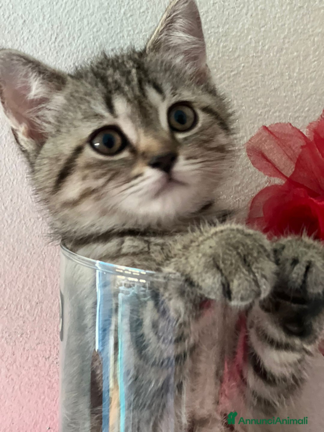 Scottish gatti in vendita: Gattine British a Città Metropolitana di Torino - Immagine 2