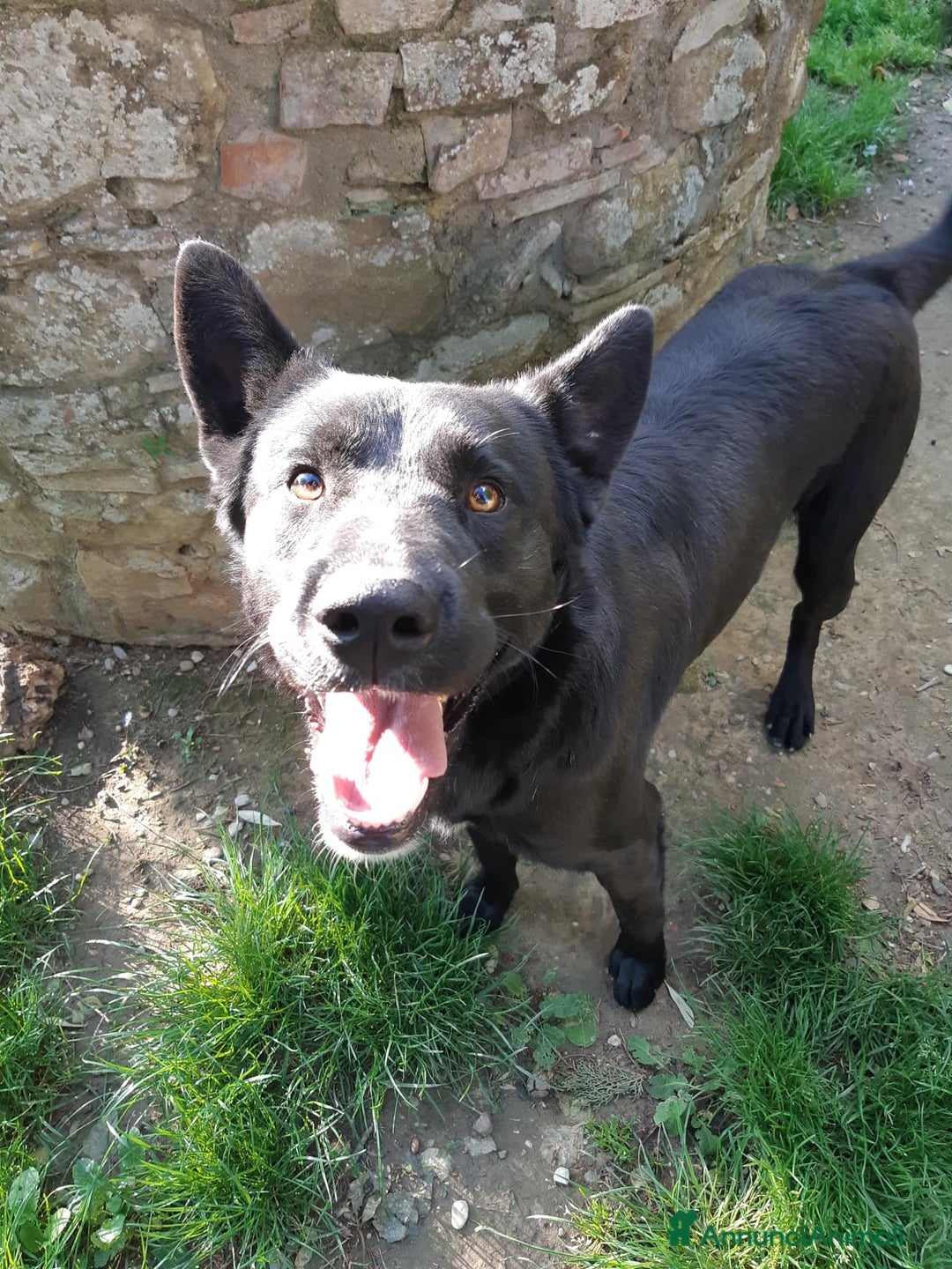 Meticcio cani in regalo: NATHAN, fantastico pastorino in nero! - Annuncio 6