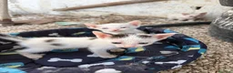 Meticcio gatti in regalo: Gattini cercano casa per la vita - Annuncio 5