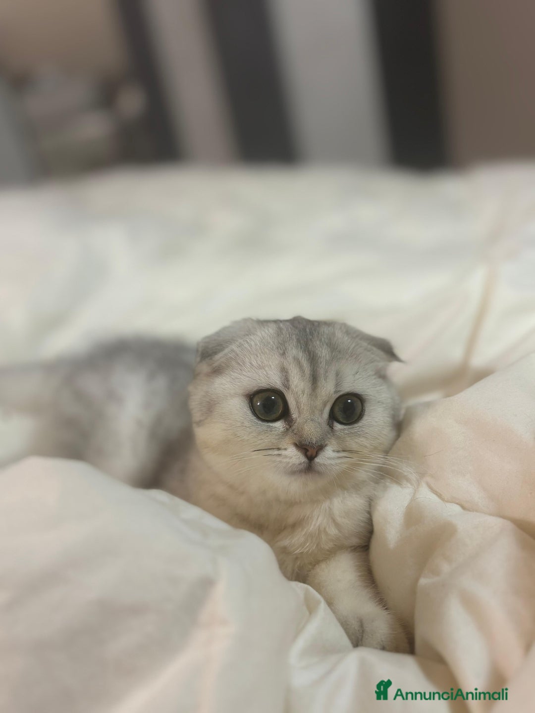 Scottish gatti in vendita: Cucciola scottish fold  - Annuncio 4