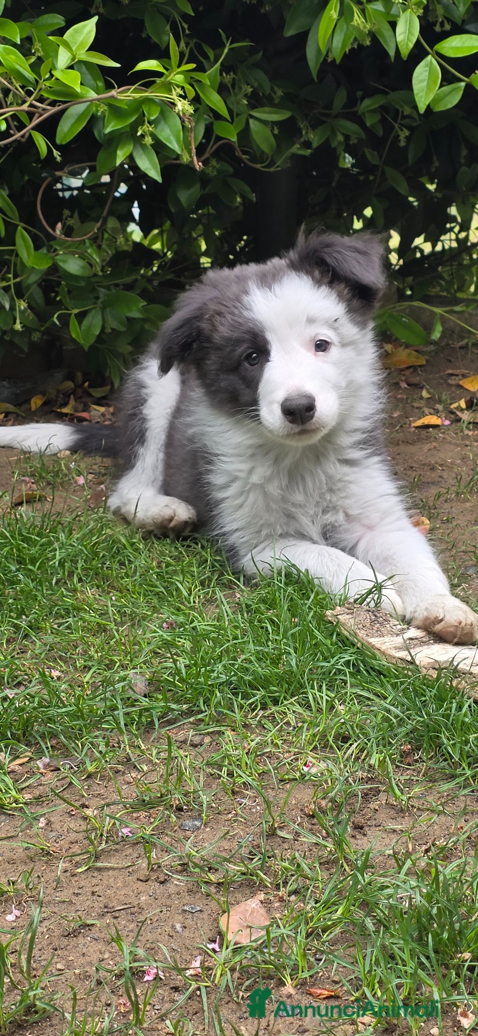 Border Collie cani Border collie blue e bianco  - Annuncio 2