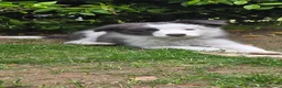 Border Collie cani in vendita: Border collie blue e bianco  - Annuncio 1