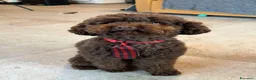 Barboncino Toy cani per accoppiamento: Barboncino Toy Cioccolato - Annuncio 1