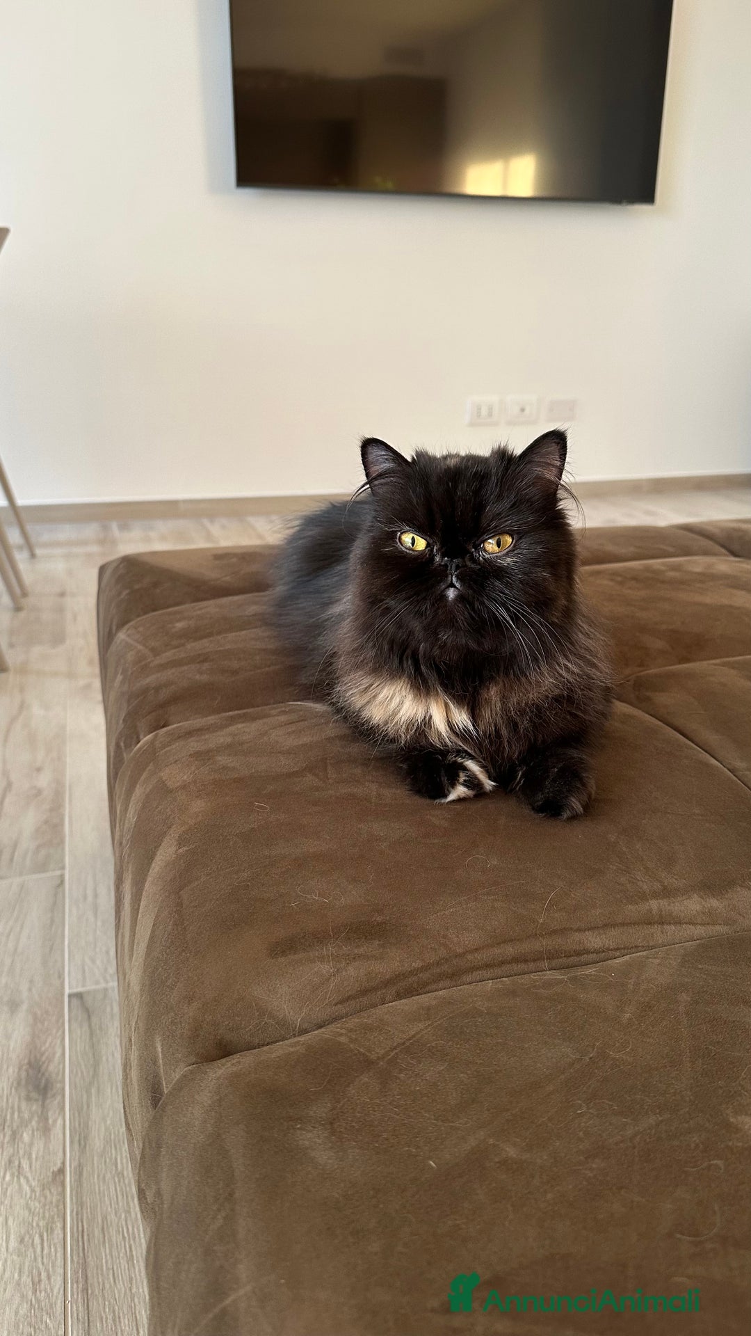 Persiano gatti in vendita: Gattina persiana chincilla Fumè - Annuncio 8