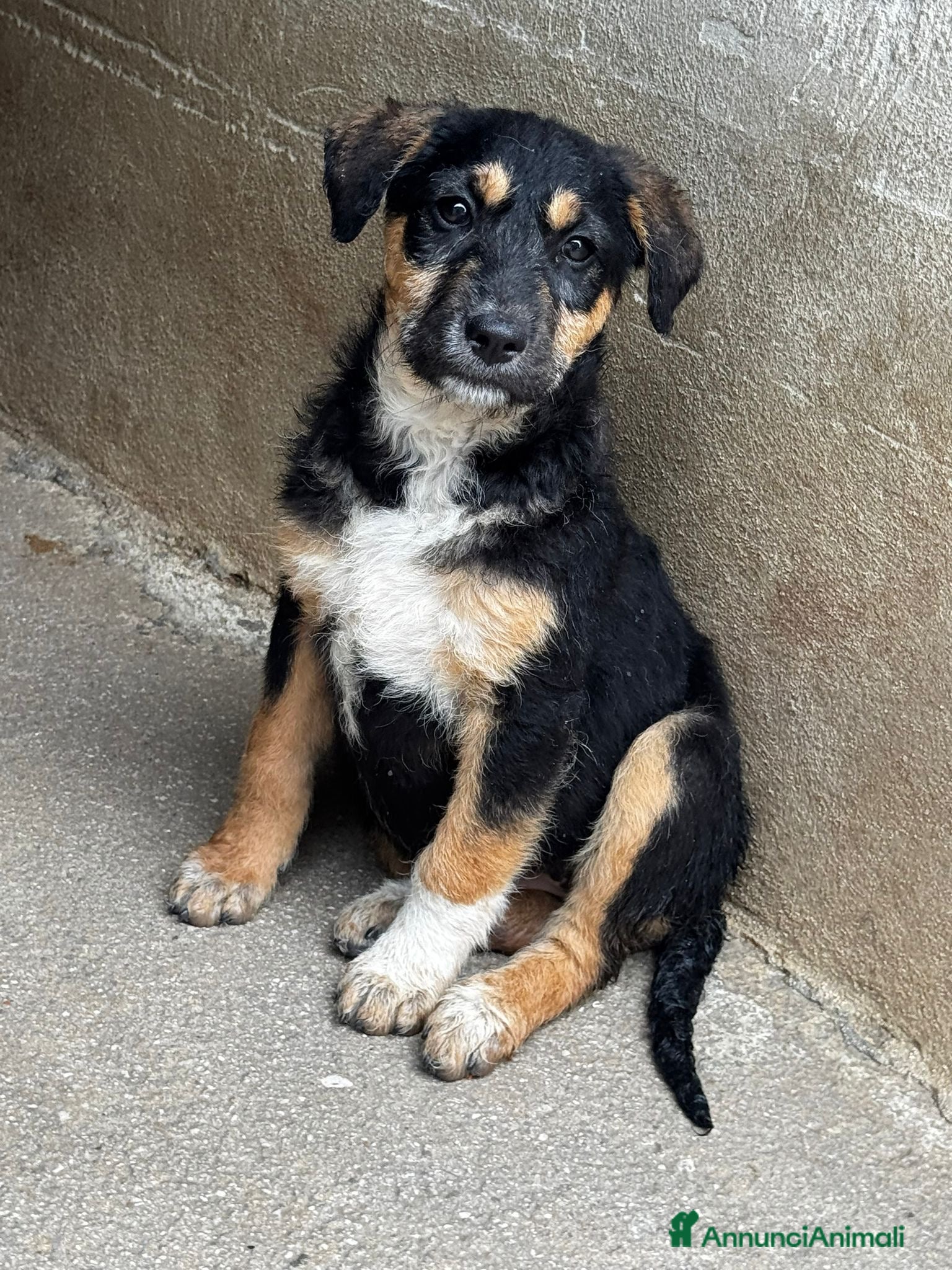 Meticcio cani Lea femmina - Annuncio 20