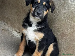 Meticcio cani Lea femmina - Annuncio 20