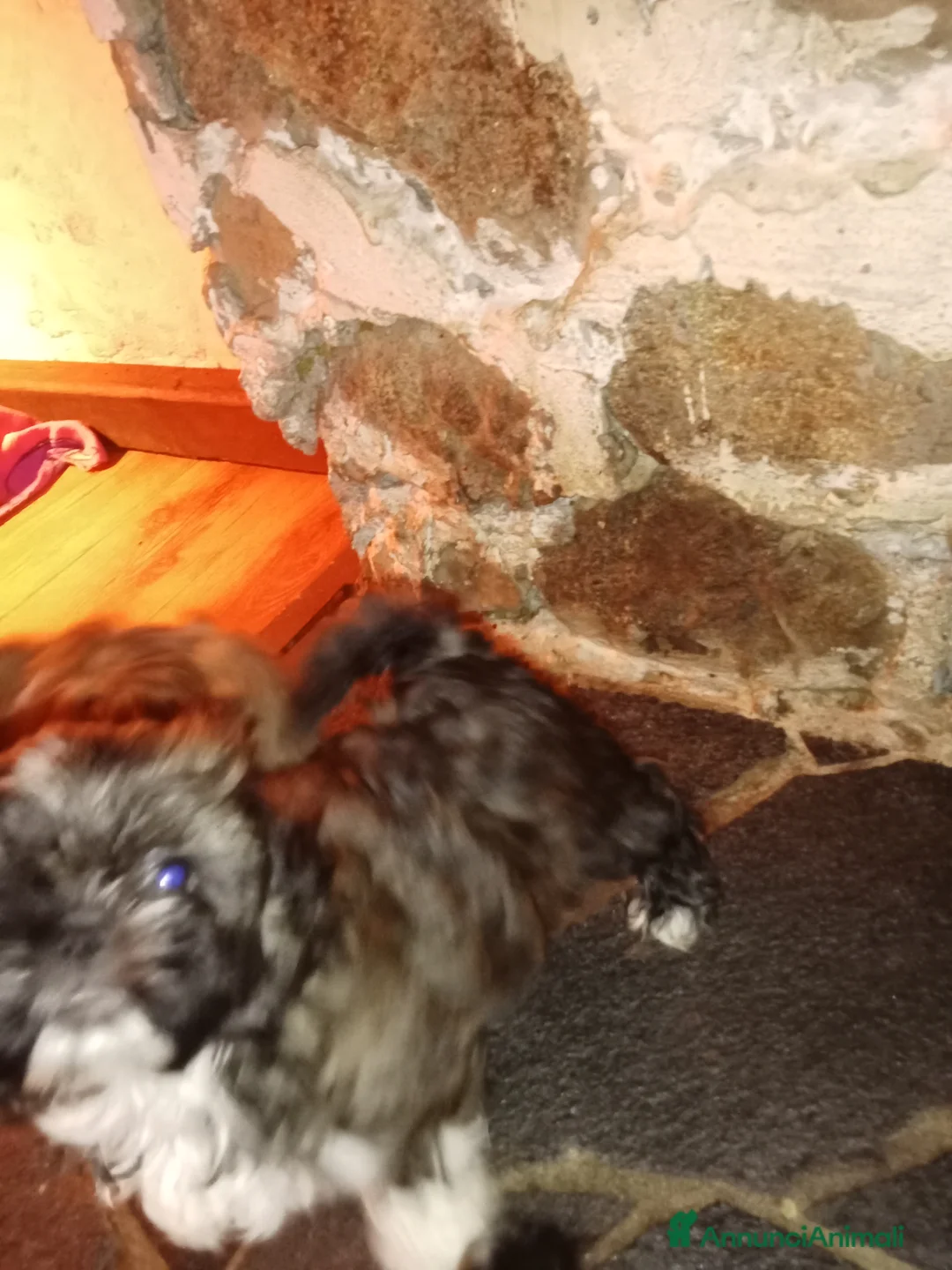 Shih Tzu cani in vendita: Splendidi cuccioli di Shitzu  - Annuncio 18