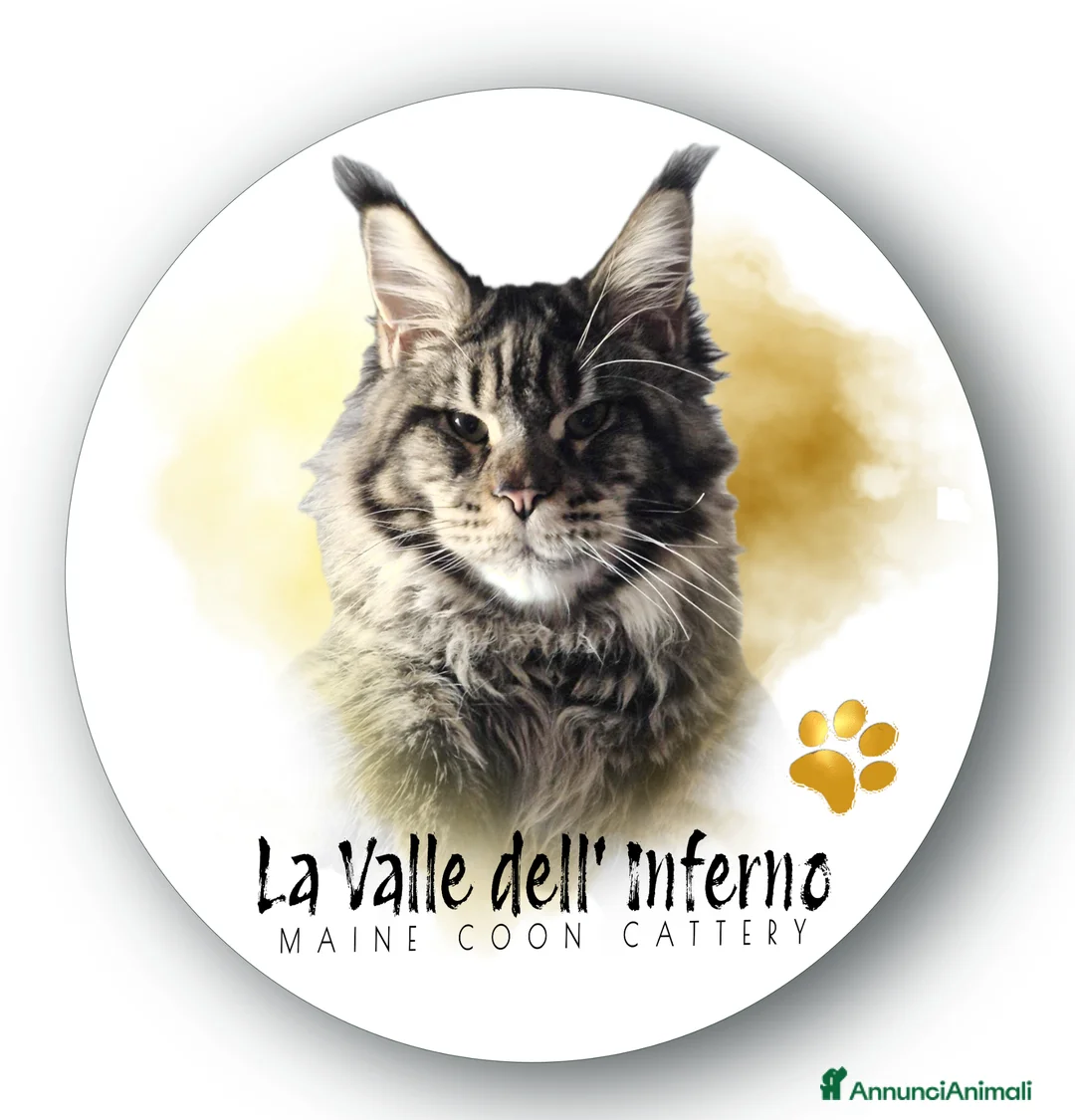 Immagine della galleria {{count}}