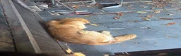 Golden Retriever cani in vendita: Cuccioli di golden Retriever  - Annuncio 16